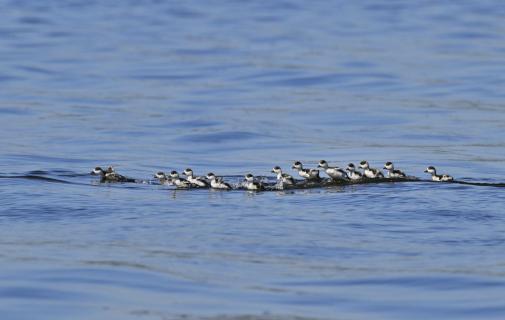 chicks over mountain and valley 4267