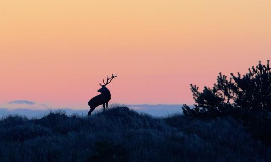 red deer at dune 2315