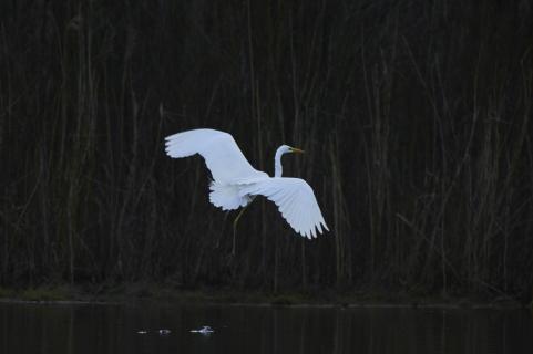 great white egret landing 4228