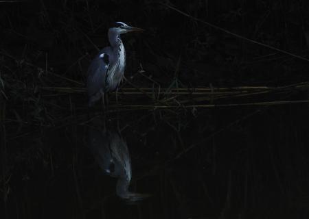 grey heron in early morning 2657