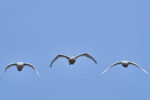 swan family formation 8450