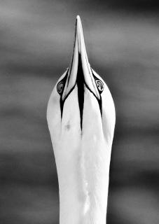 gannet proud