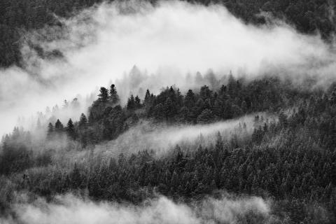 Nebelschwaden im Bergwald