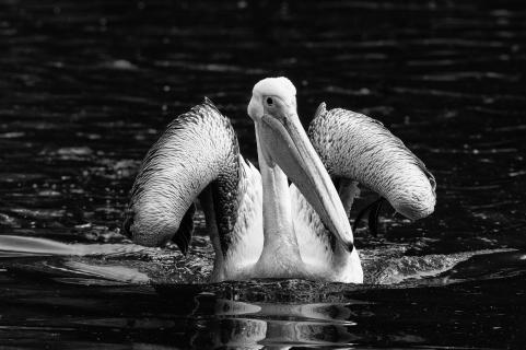 pelican pasha 
