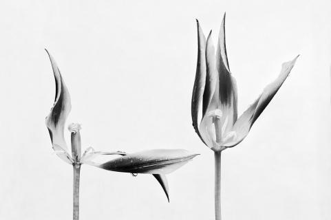 Tulpenbluete abstrakt 