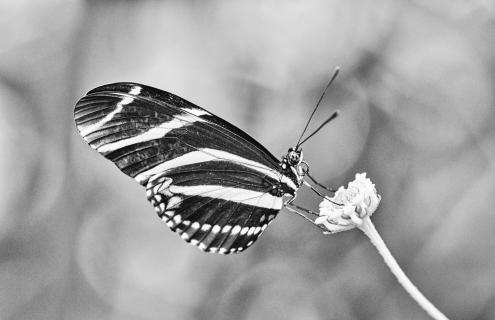 Zebra Longwing butterfly