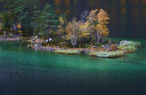 autumn isle trees 