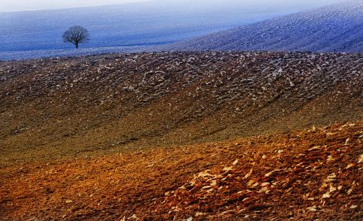 fruitful ground with tree