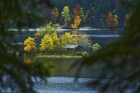 durch die Bäume 