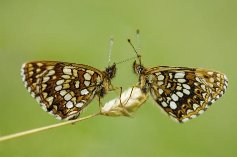 Schmetterlingspaar 06