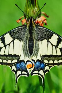 swallow butterfly graphically 6091 sh sRGB