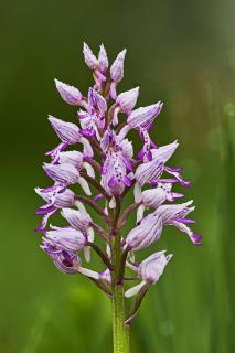 Helm Knabenkraut in der Blüte 