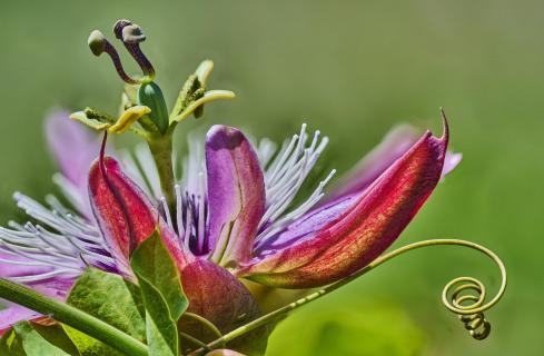 Passionsblüte