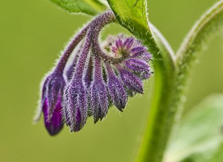 Blüte am Wegesrand