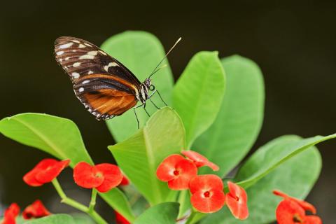 Hecale Longwing butterfly
