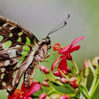 Tailed Jay butterfly 