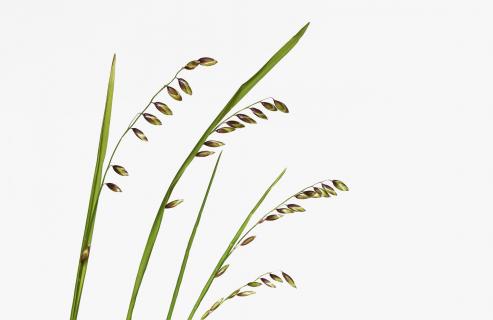 grasses 3863