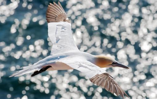 gannet over waterreflexion 3708