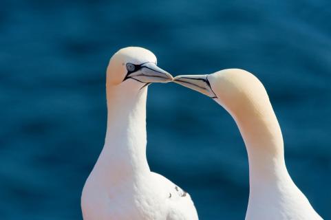 gannet the kiss