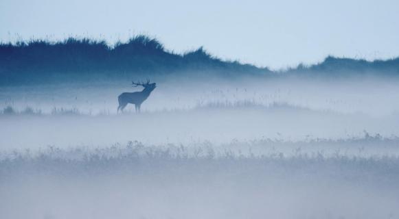 red deer bellow in misty morning 1155 r