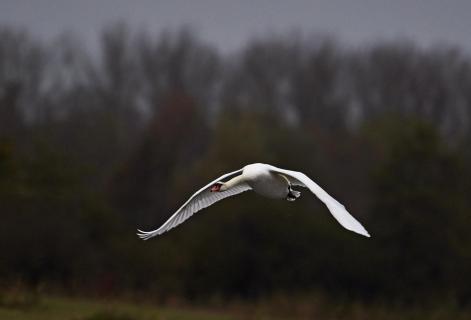 swan flying 50826