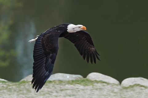 white headed in flight 050