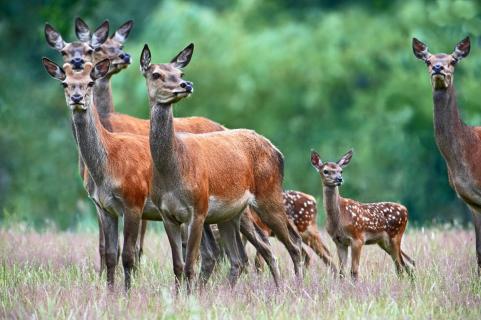 herd with calf