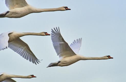 swan and swan and swan 