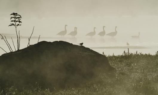birds in fog 