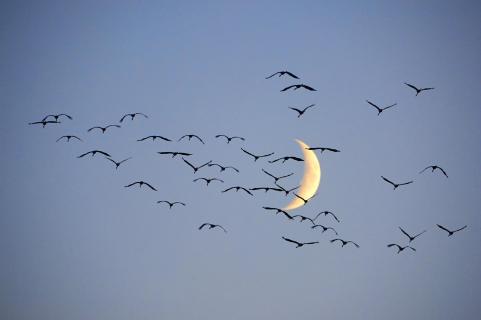 cranes to the moon