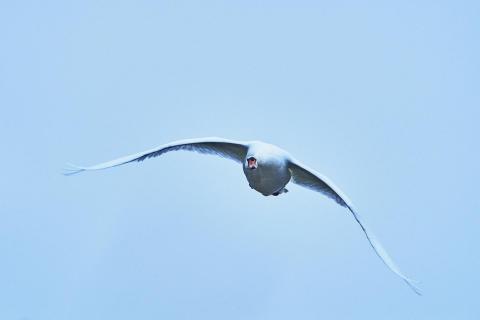 Schwan im Anflug 