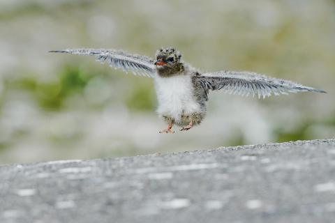 sea swallow chick tries to fly