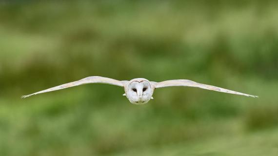 Schleiereule im Gleitflug 