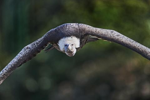 Geier im Anflug 11