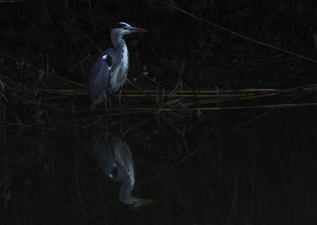 grey heron in early morning 