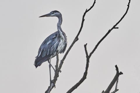 grey heron watching