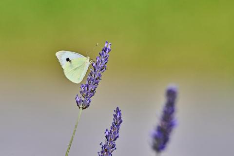 butterfly in color 