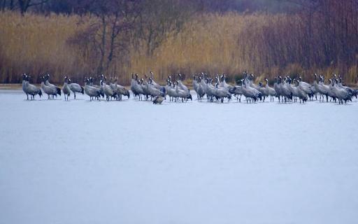 cranes in ice 