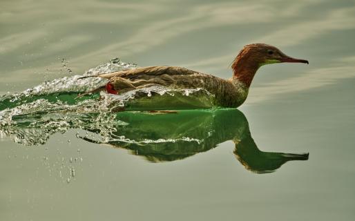 Gänsesäger im fullspeed 