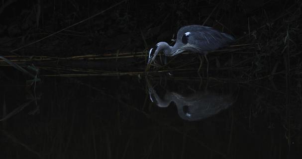 gray heron in early morning