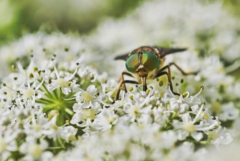 Goldaugenfliege an weißen Blüten 84