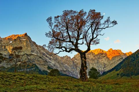 old Ahorn tree at Ahornboden 