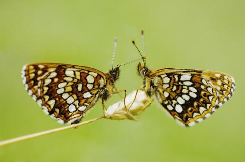 Schmetterlingspaar 06