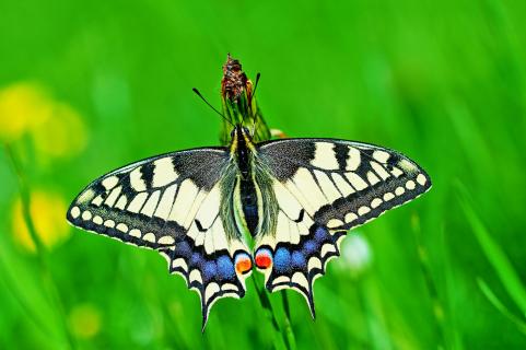 swallowtail butterfly open wings 