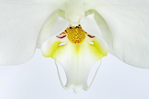 Orchidee weiß 04