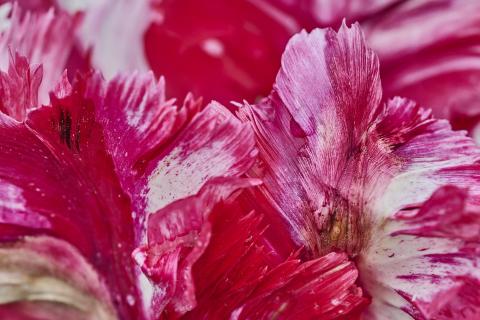 Blütenblätter Prachttulpe 59