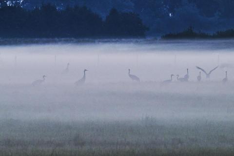 cranes in fog at morning 6