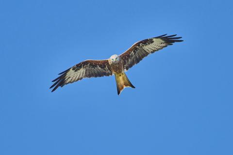 Rotmilan im Anflug 30