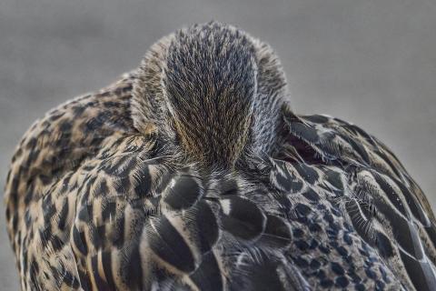 ruhende Stockente 