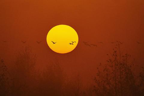 sun rising with cranes